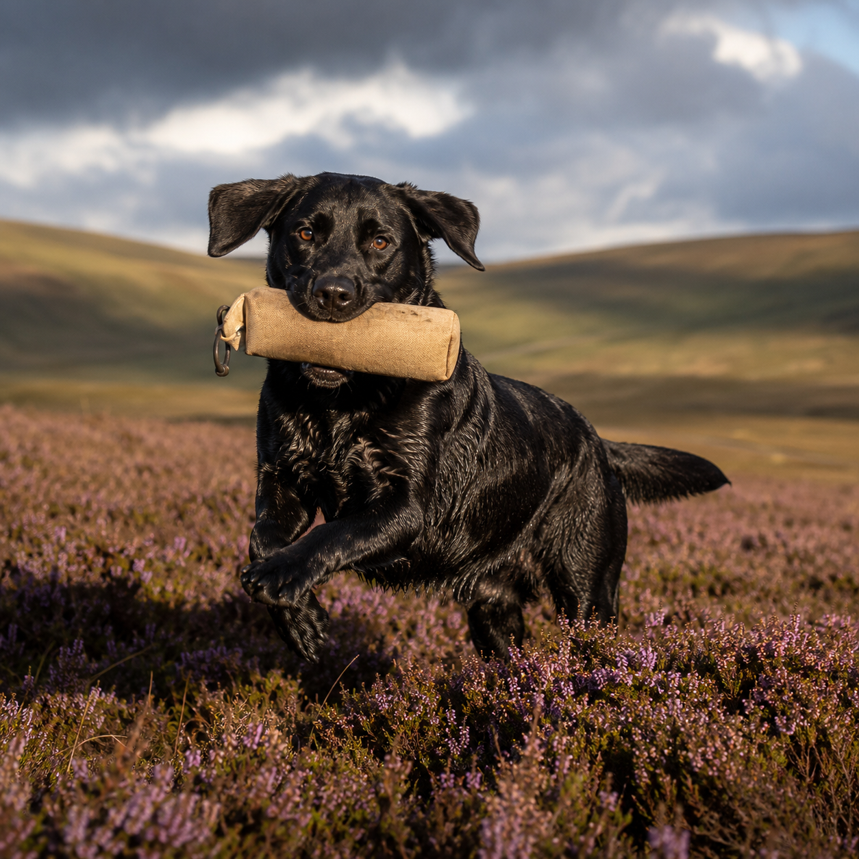 Working Dog Food Scotland: Season Prep