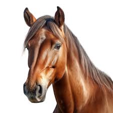 Equestrian
