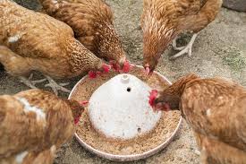 Poultry Feed