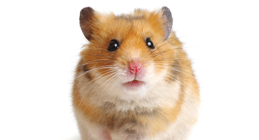 Small Animal