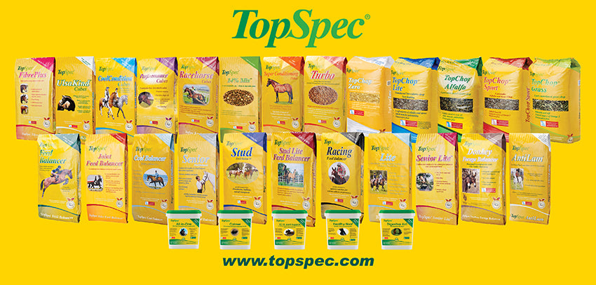 TopSpec