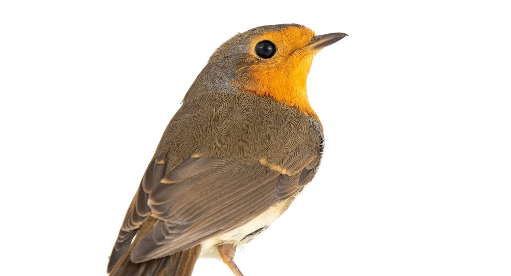 Wild Birds