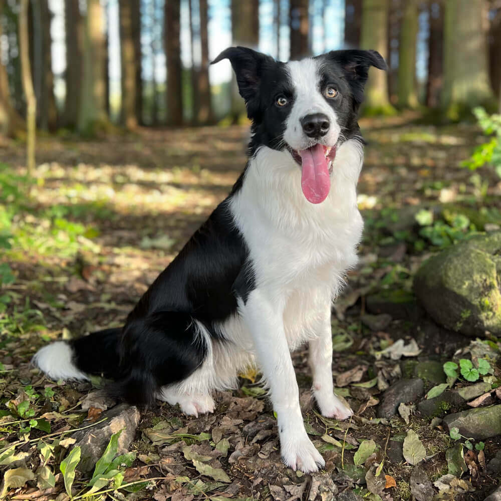 Image of a bright-eyed and vibrant Border Collie dog named Jake, sitting in the woods near Dunblane in Scotland during a dog walk. Jake appears healthy and well-fed after consuming Skinner's Maintenance dog food, a top-quality brand available at McCaskie.store.