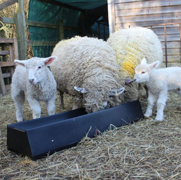 Paxton Sheep Trough LF100