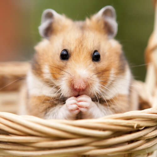 Adorable hamster feeding on food from McCaskie.store in Stirling, Scotland, while sitting in a wicker basket among small animal supplies. Buy high-quality hamster food and other small animal supplies at McCaskie.store.