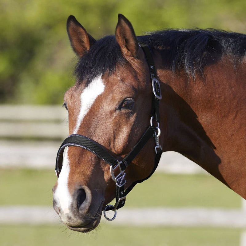 Bitz Deluxe Padded Headcollar
The Bitz Deluxe Padded Headcollar is a heavy duty deluxe headcollar made with 100% polypropylene webbing material and frosted silver fittings made from zinc dye casHorse HaltersBitzMcCaskieBitz Deluxe Padded Headcollar