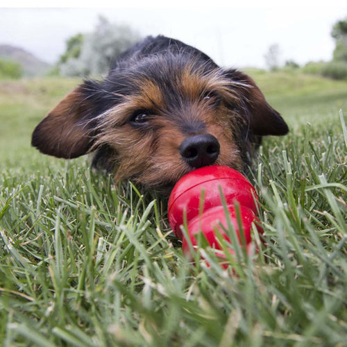 Kong Easy Treat 225g